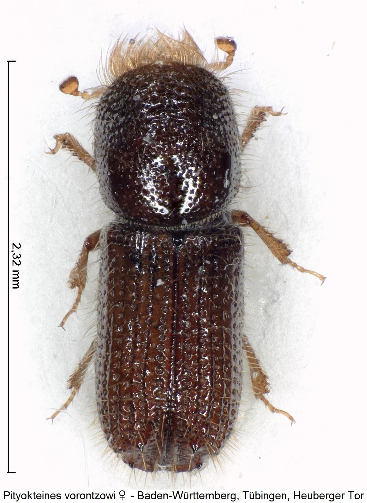 pityokteines_vorontzowi_w_hab.jpg