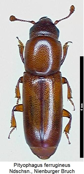 pityophagus_ferrugineus_hab.jpg