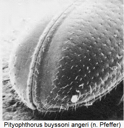 pityophthorus_angeri_dec.gif