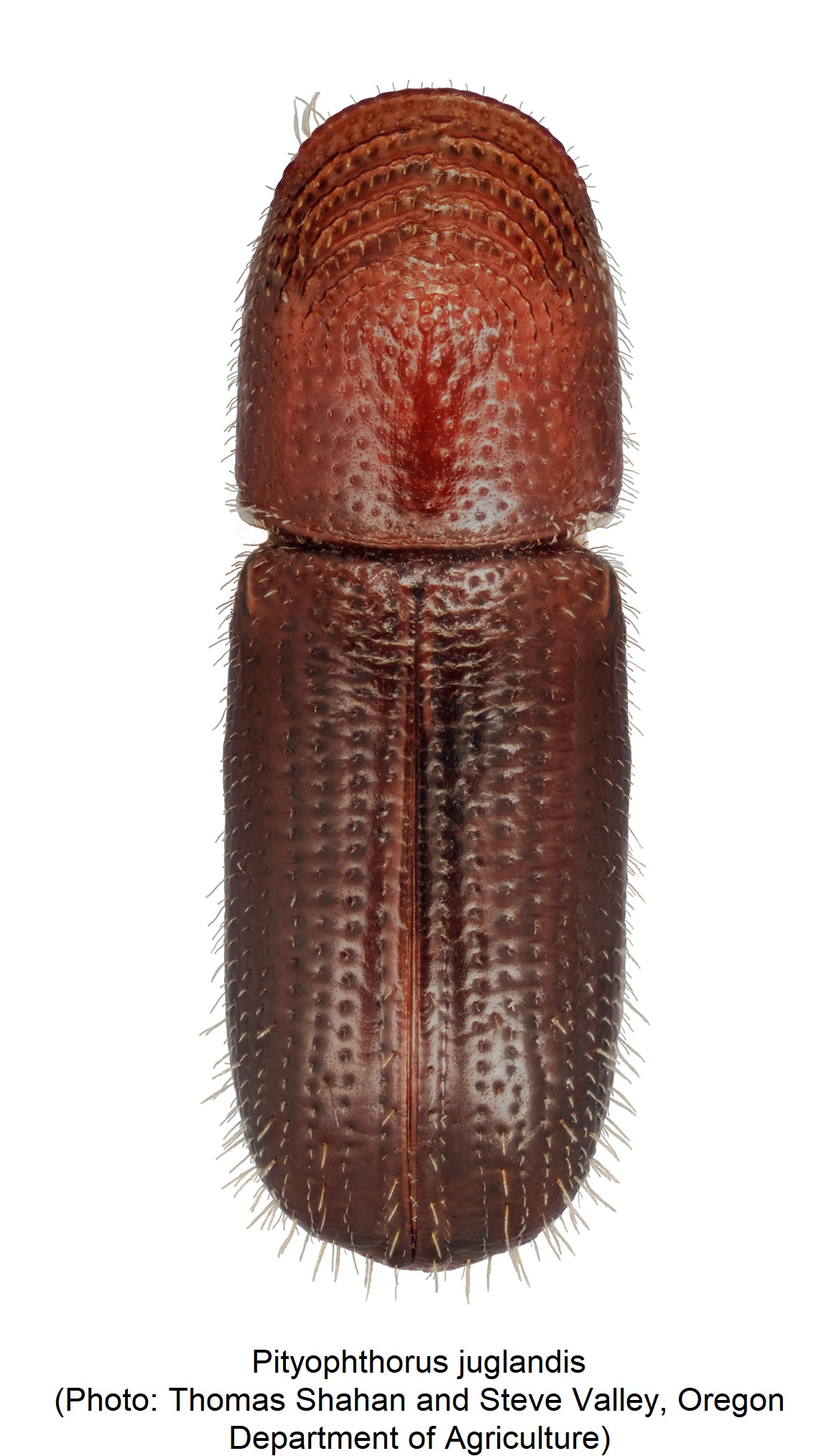 pityophthorus_juglandis_hab.jpg