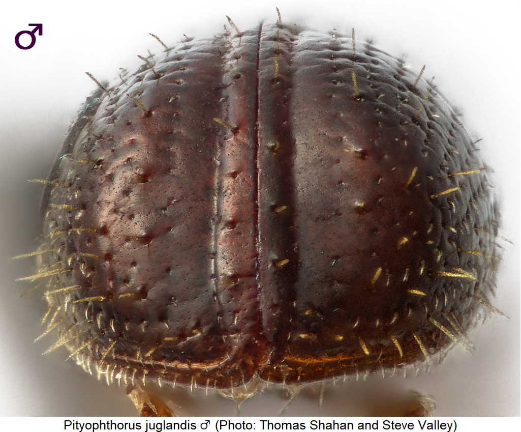pityophthorus_juglandis_m_dec.jpg