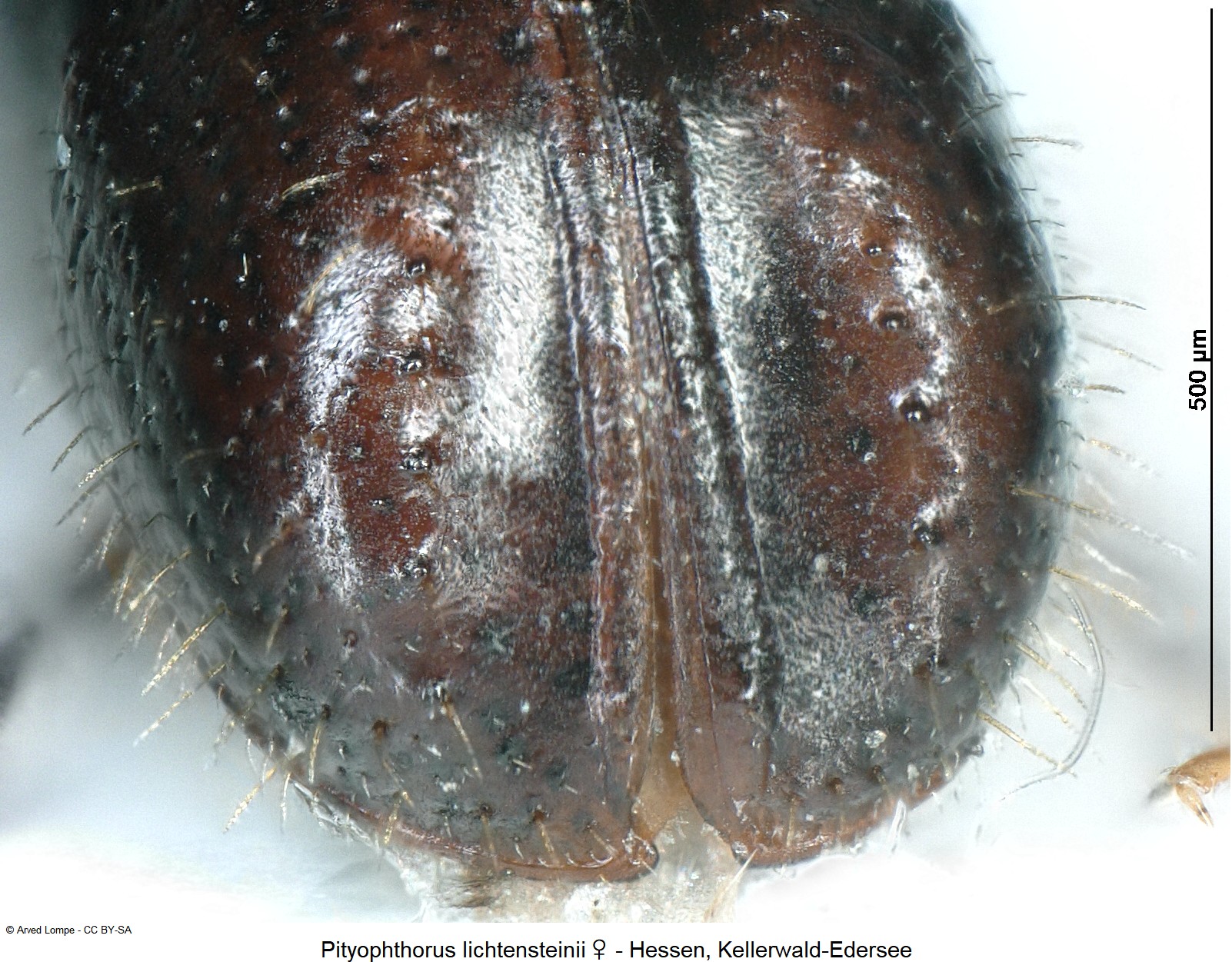 pityophthorus_lichtensteinii_w_ck34336601_dec.jpg