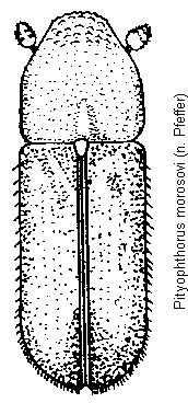 pityophthorus_morosovi_hab.gif