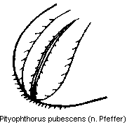 pityophthorus_pubescens_fld.gif