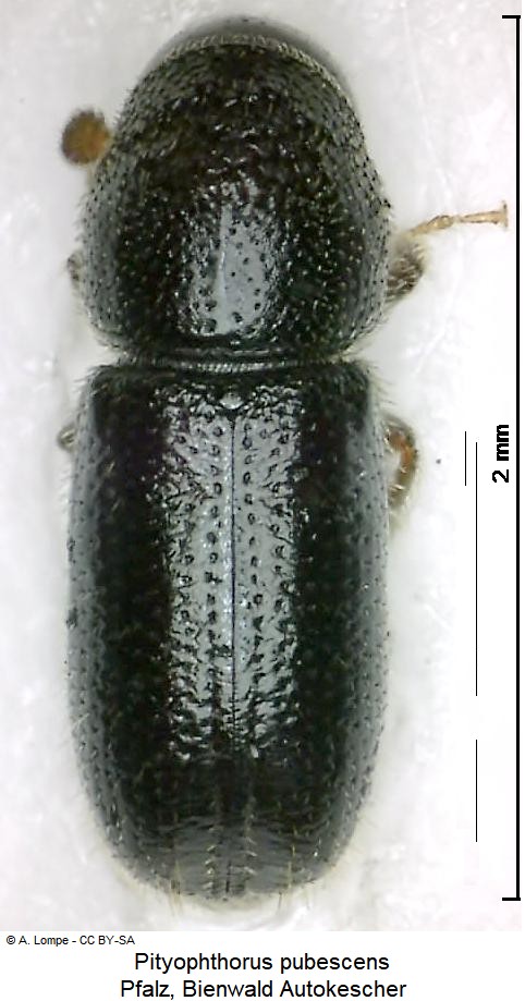 pityophthorus_pubescens_hab.jpg