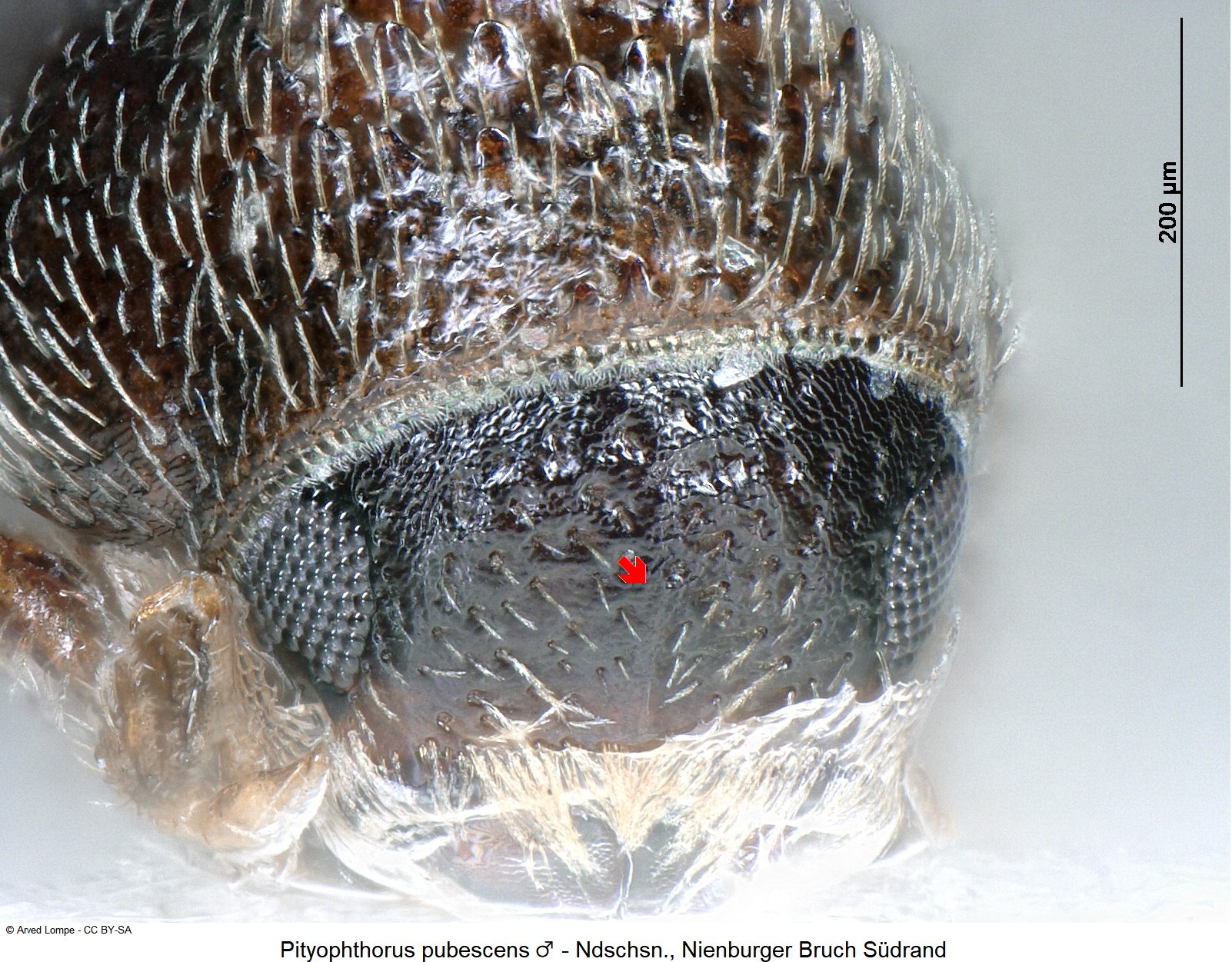 pityophthorus_pubescens_m_ck16573_k.jpg
