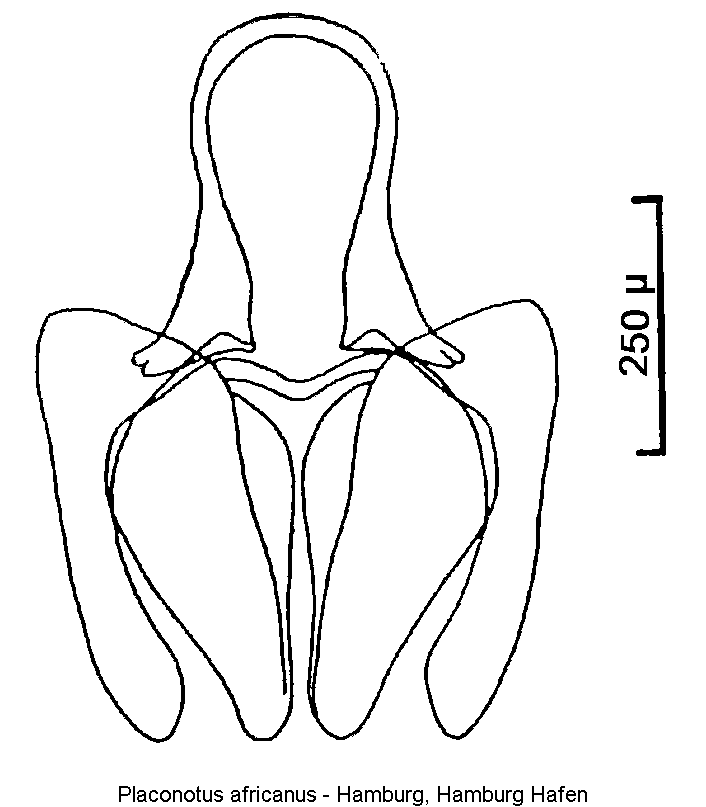 placonotus_africanus.gif