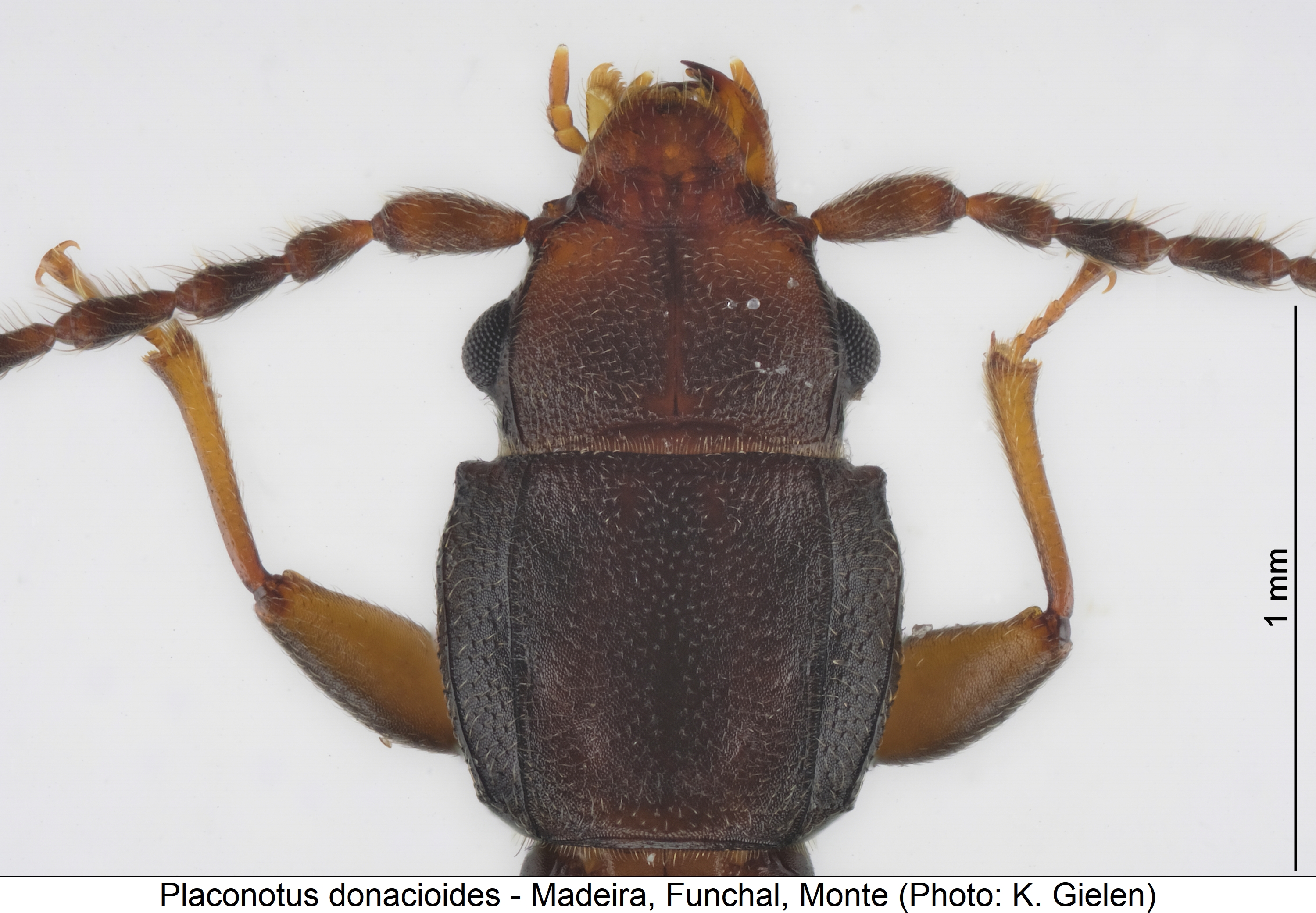 placonotus_donacioides_vk2.jpg