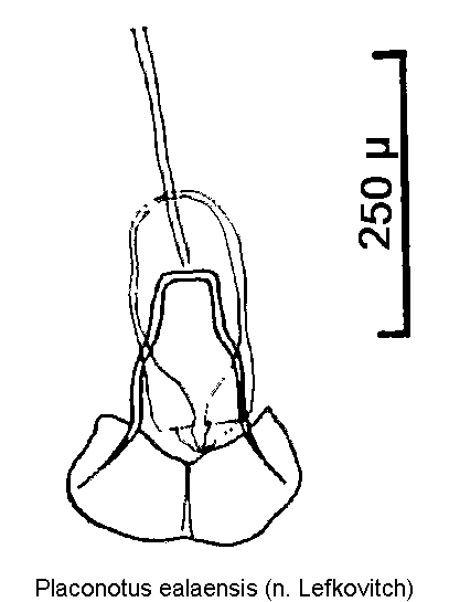 placonotus_ealaensis.gif