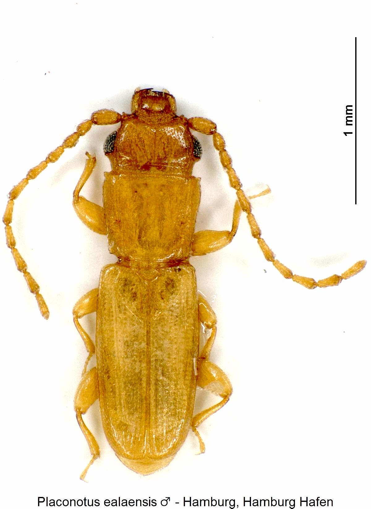 placonotus_ealaensis_m_hab.jpg