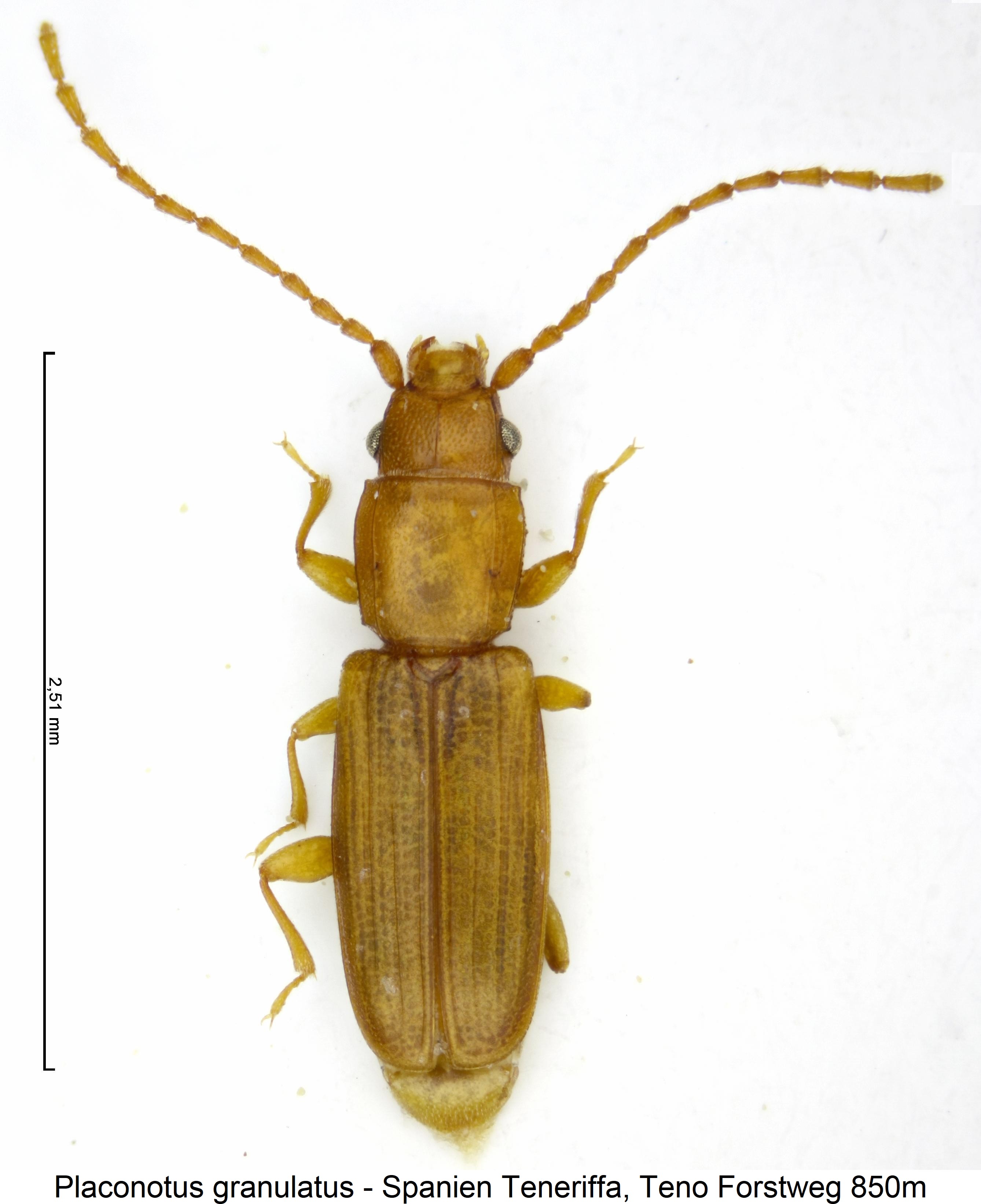 placonotus_granulatus_hab.jpg