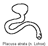 placusa_atrata_sperm.gif