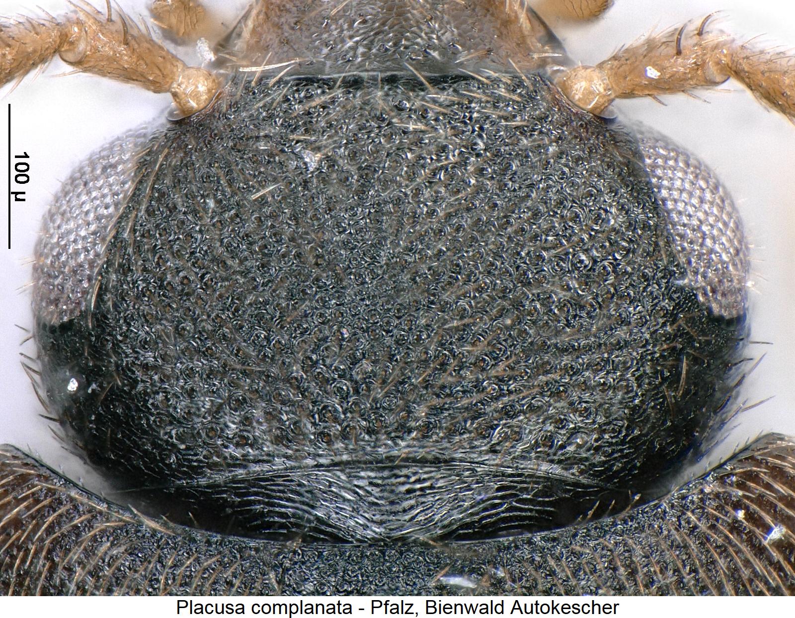 placusa_complanata_k.jpg