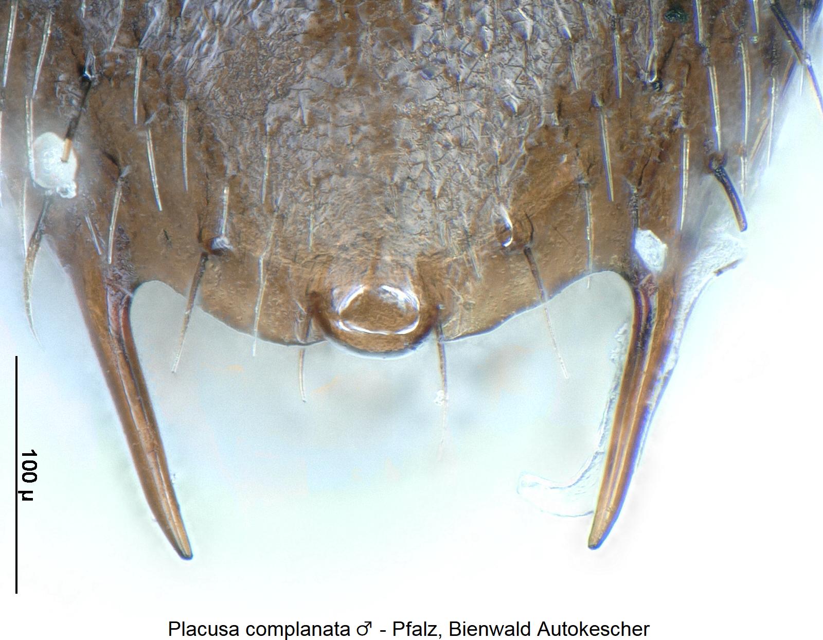 placusa_complanata_ter.jpg