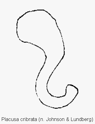 placusa_cribrata_sperm.gif