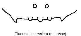 placusa_incompleta_tergit.gif