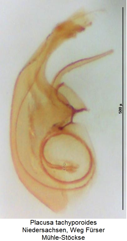 placusa_tachyporoides.jpg