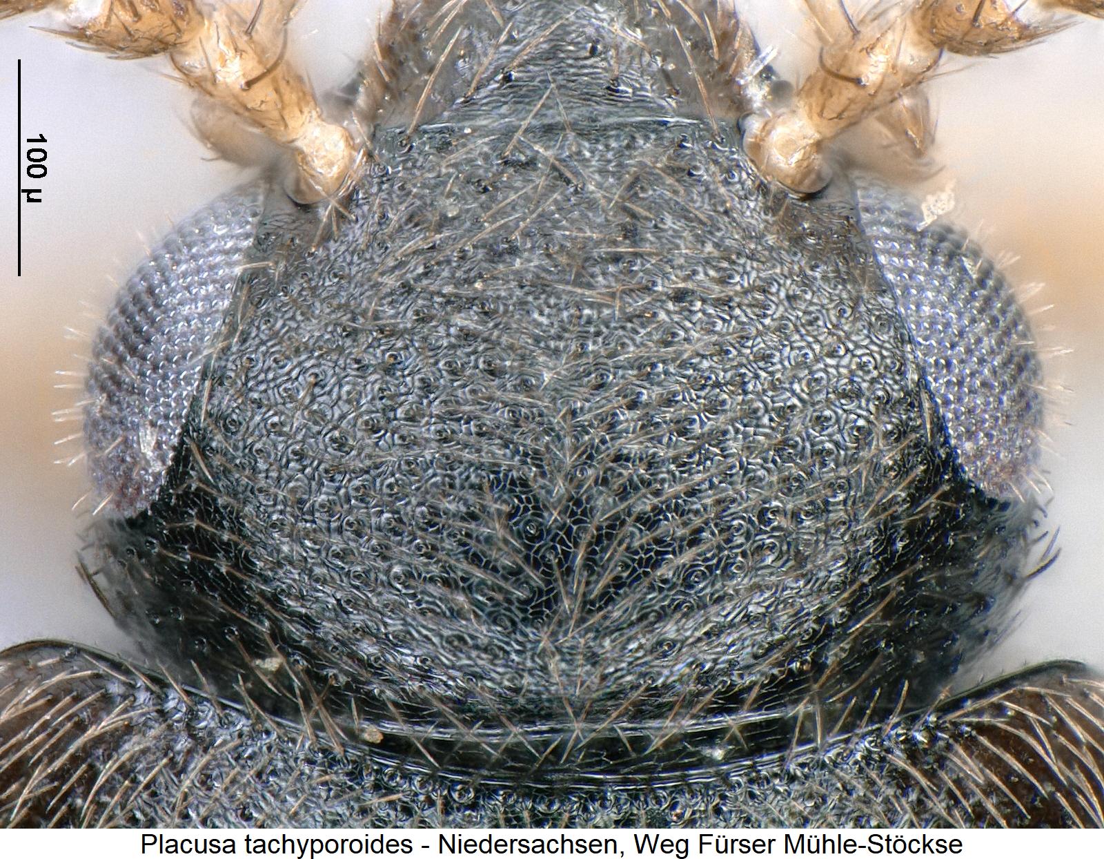 placusa_tachyporoides_k.jpg