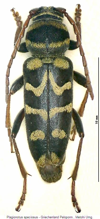 plagionotus_speciosus_hab.jpg