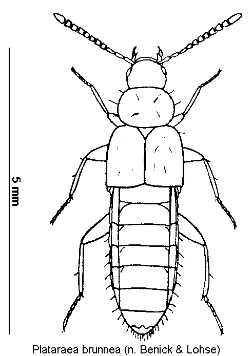 plataraea_brunnea_hab.gif
