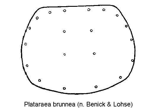 plataraea_brunnea_hsch.gif