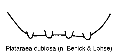 plataraea_dubiosa_ter.gif
