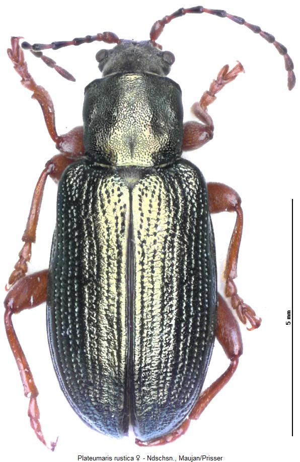 plateumaris_rustica_w_hab.jpg