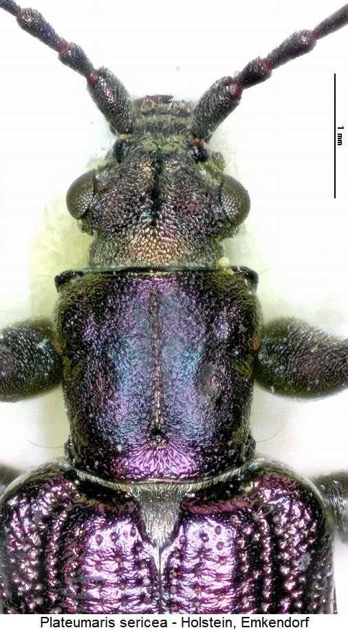 plateumaris_sericea_vk.jpg
