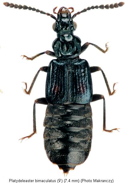 platydeleaster_bimaculatus_hab.jpg
