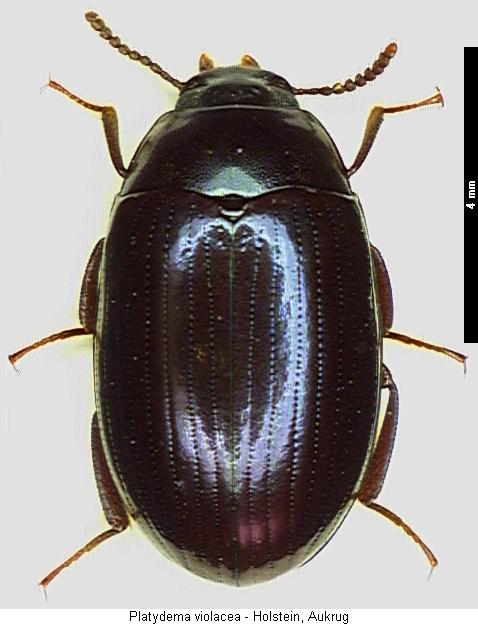 platydema_violacea_hab.jpg