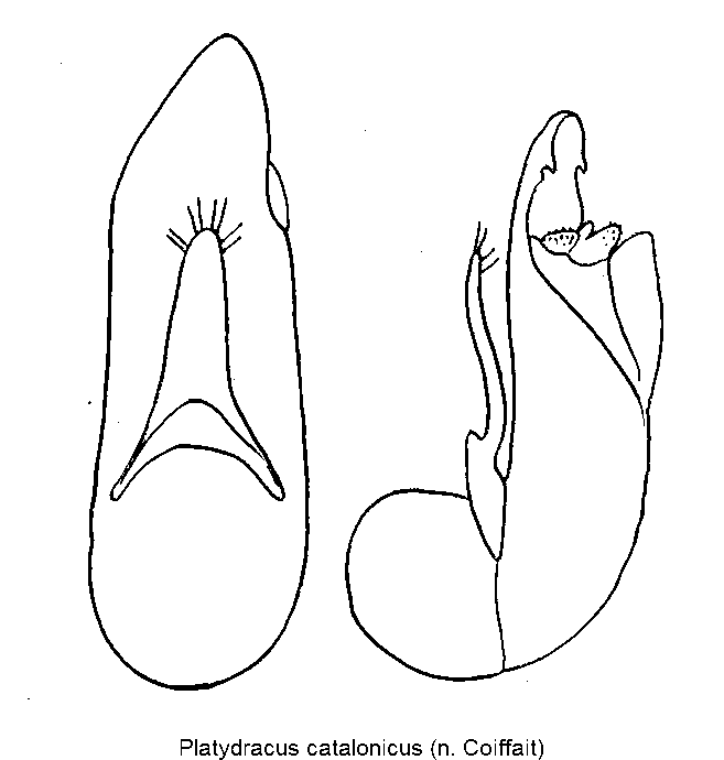 platydracus_catalonicus.gif