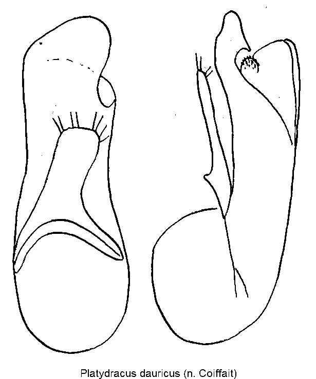platydracus_dauricus.gif