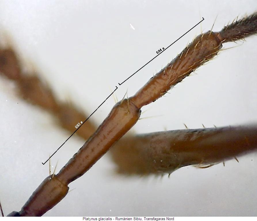 platynus_glacialis_f.jpg