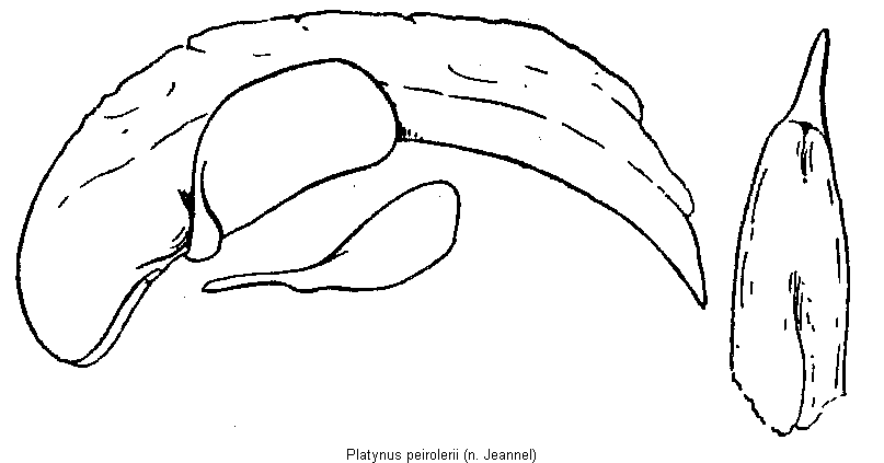 platynus_peirolerii.gif