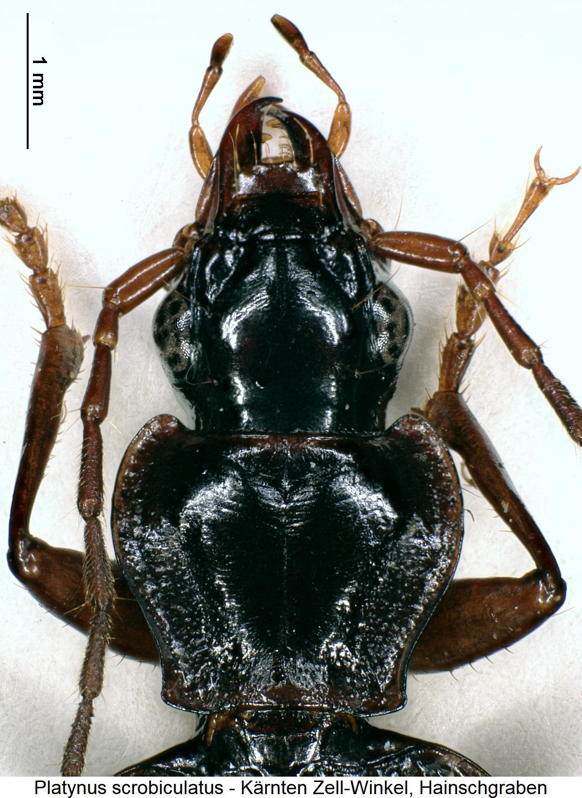 platynus_scrobiculatus_vk.jpg