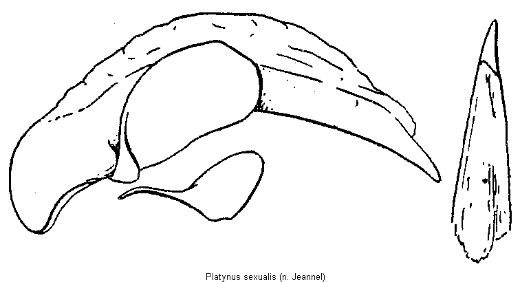 platynus_sexualis.gif