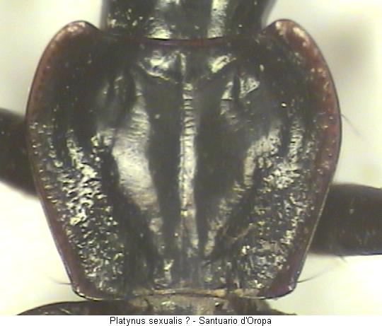 platynus_sexualis_hsch.jpg