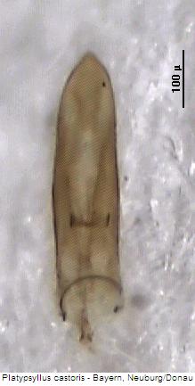 platypsyllus_castoris.jpg