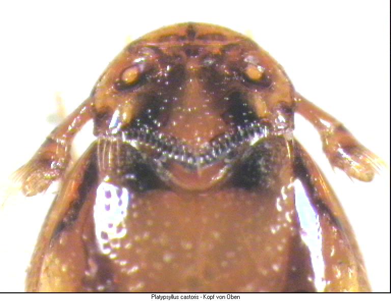 platypsyllus_castoris1.jpg