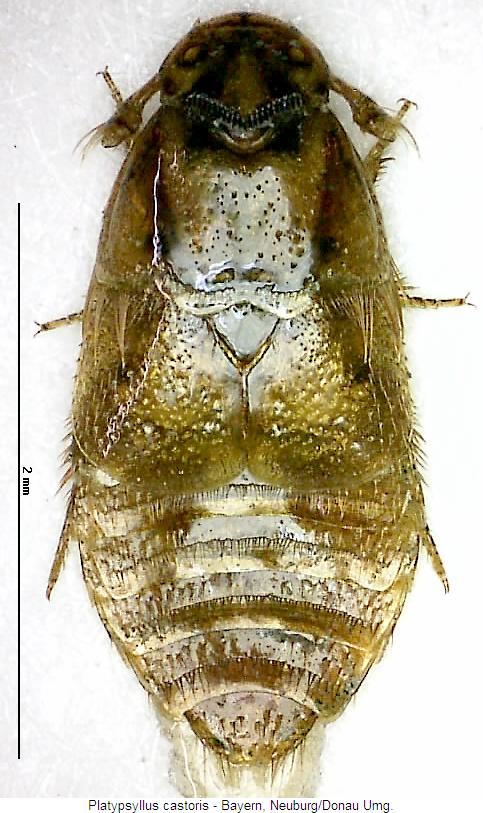 platypsyllus_castoris_hab.jpg
