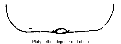 platystethus_degener_sternit.gif