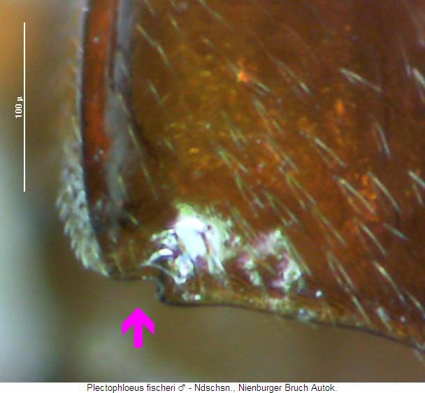 plectophloeus_fischeri_fld.jpg