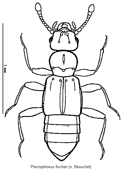 plectophloeus_fischeri_hab.gif