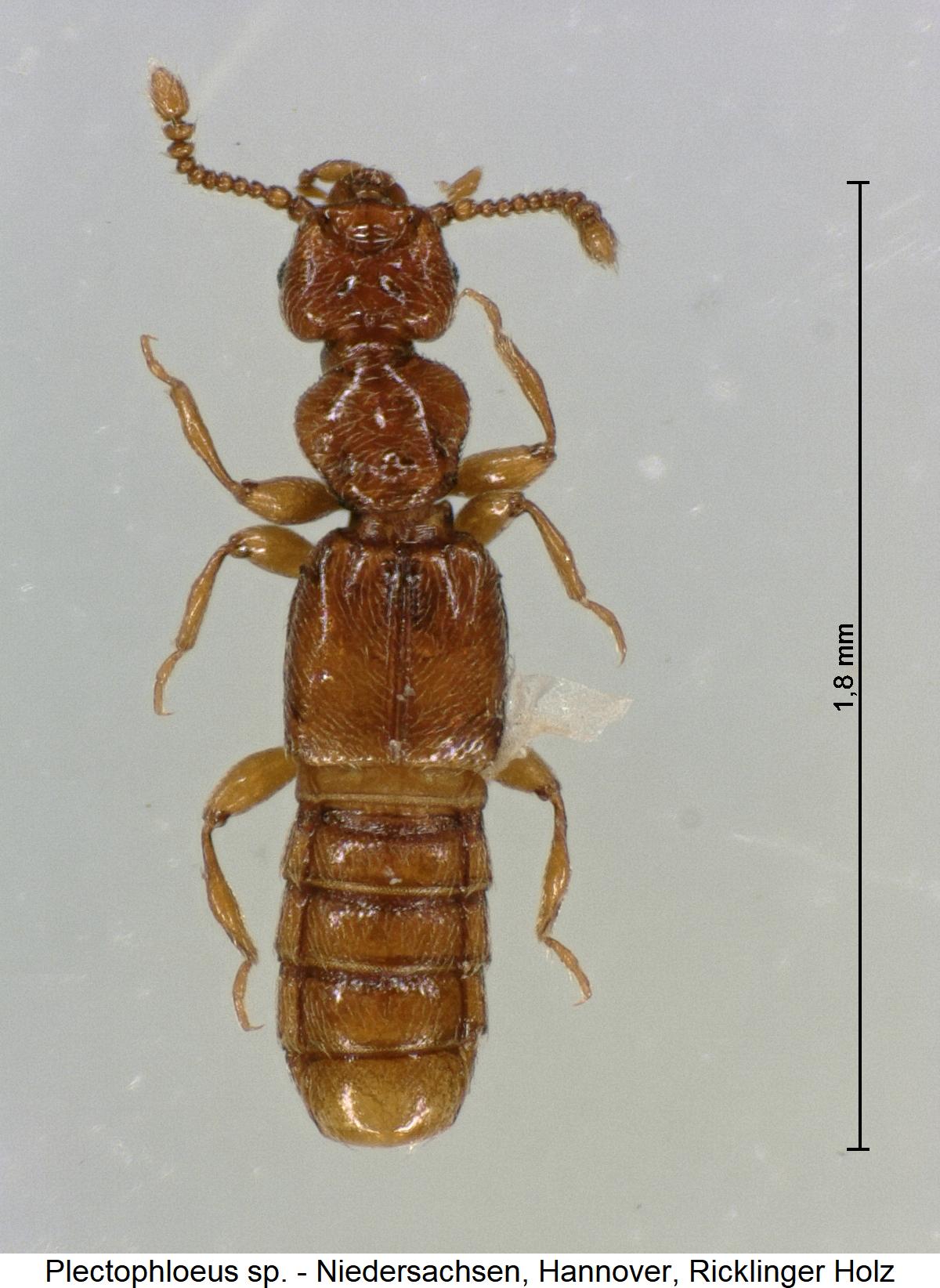 plectophloeus_rhenanus_hab.jpg