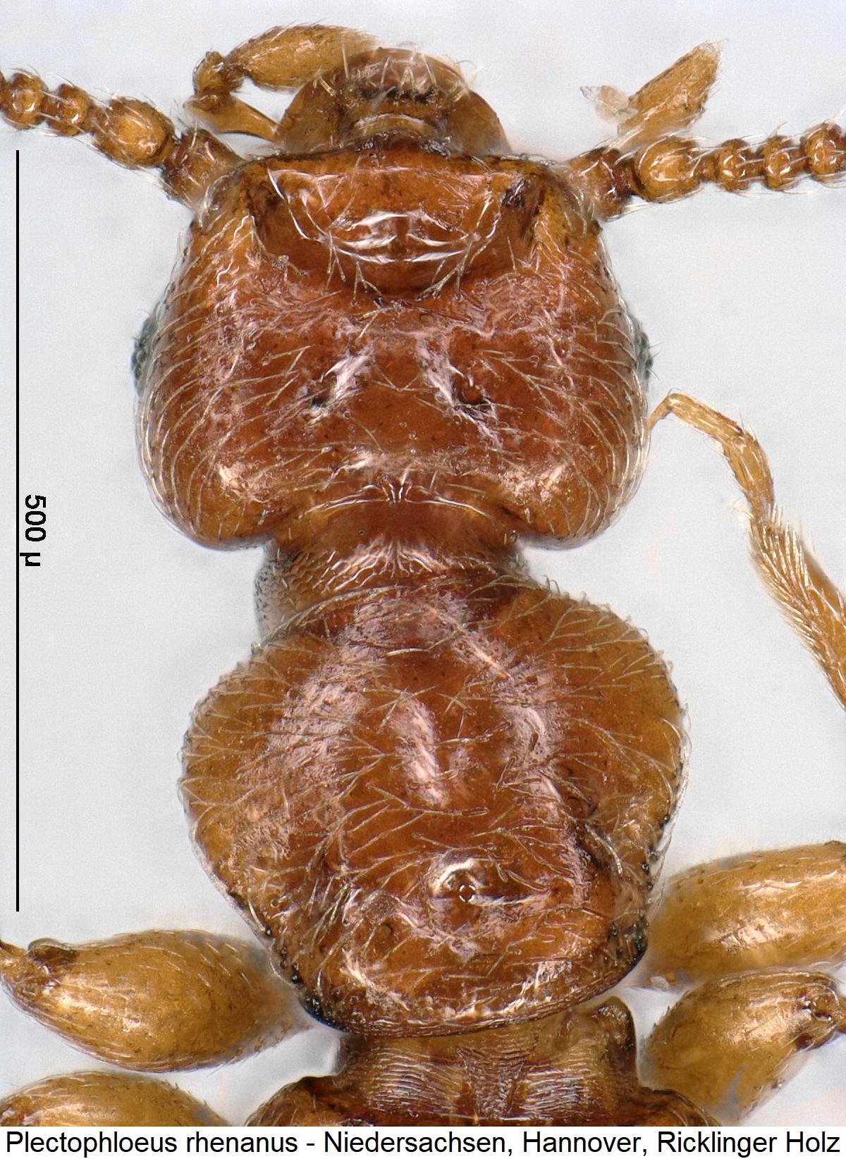 plectophloeus_rhenanus_k.jpg