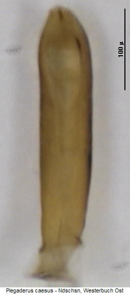 plegaderus_caesus.jpg