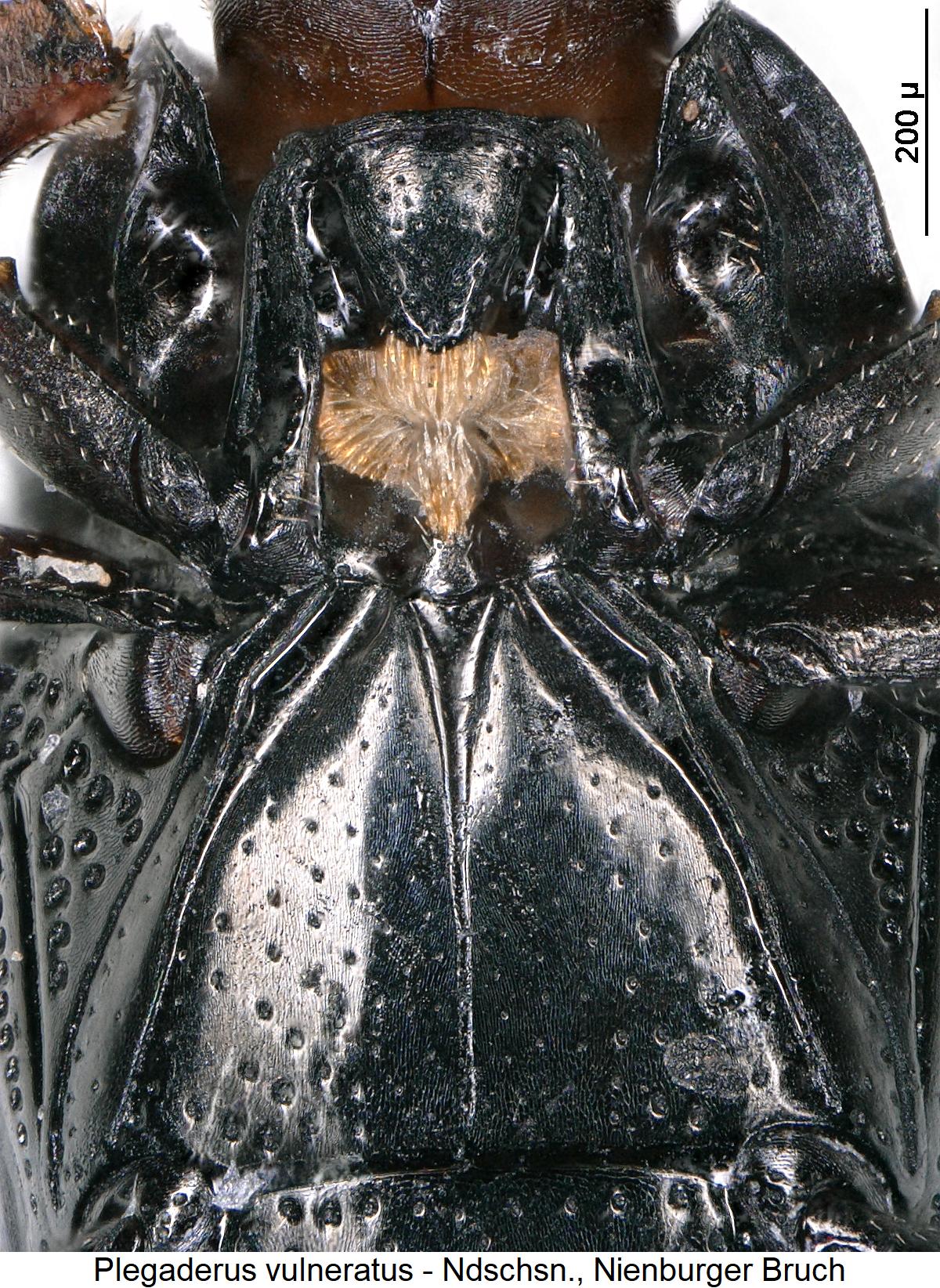 plegaderus_vulneratus_vbr.jpg
