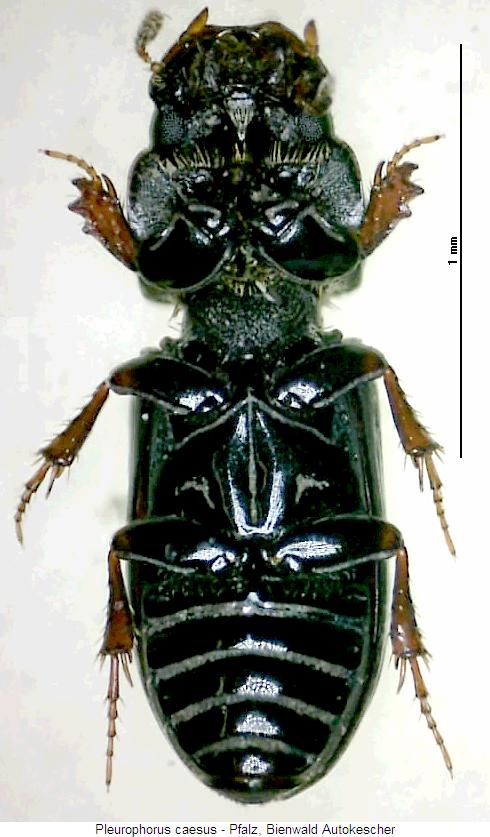 pleurophorus_caesus_us.jpg