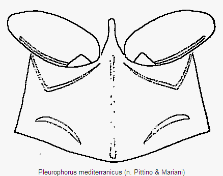 pleurophorus_mediterranicus_mbr.gif
