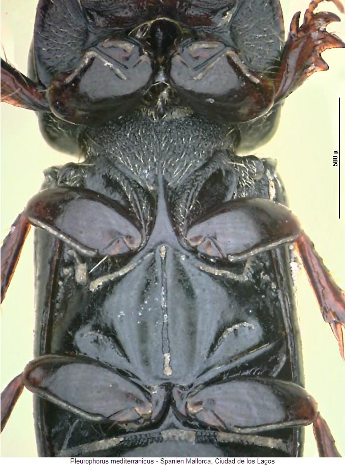 pleurophorus_mediterranicus_us.jpg
